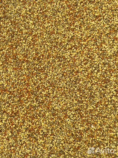 Пыльца пчелиная свежая 2024