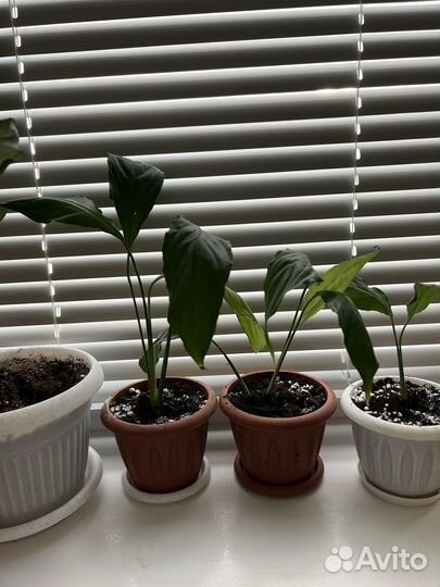 Спатифилум