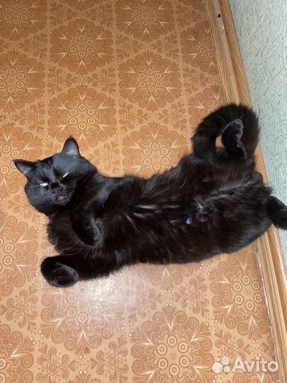 Чисто черные котята ищут дом