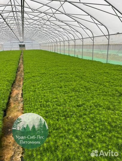 Зкс Сосна сеянцы Ели Лиственницы окс Голуб Горная