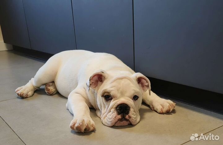 Английский бульдог - девочка