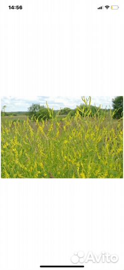 Донник пучки для бани