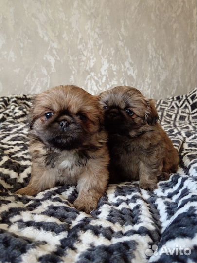 Щенки пекинеса