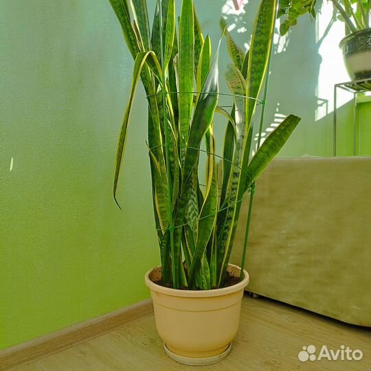 Сансевиерия большая