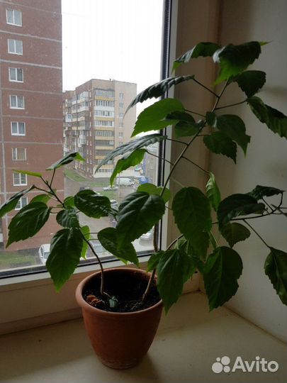 Китайская роза