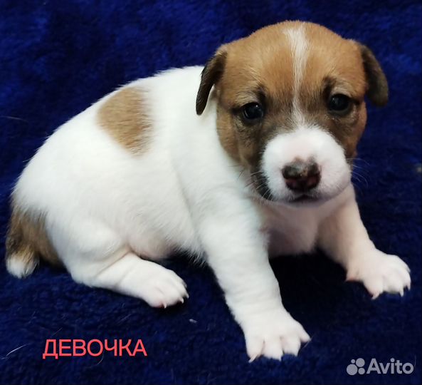 Джек рассел терьер