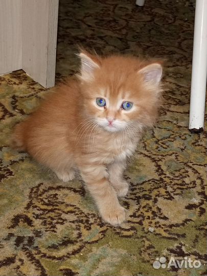 Котята курильского бобтейла