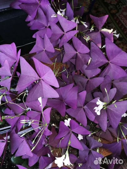 Кислица оксалис