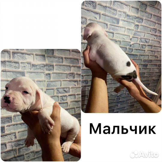 Щенки питбуля