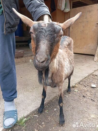 Коза дойная