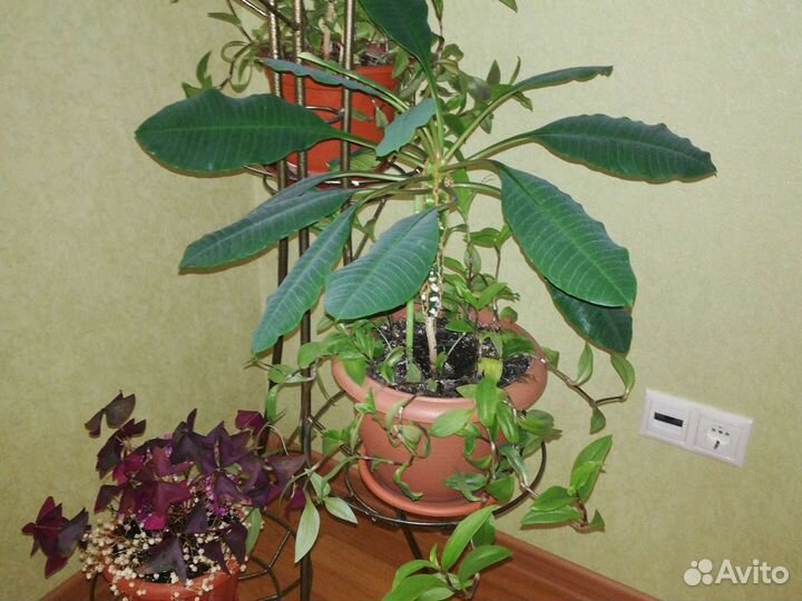 Молочай