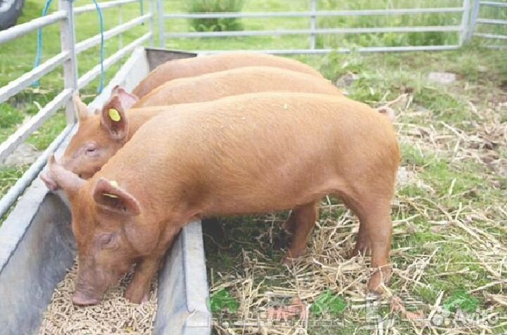 Комбикорм для свиней с доставкой