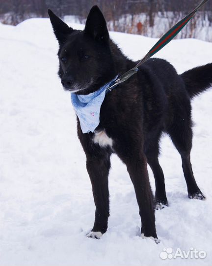 Дайте собачке Бренде шанс на домашнюю жизнь