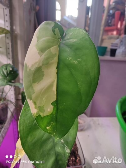 Сингониум чиапенсе