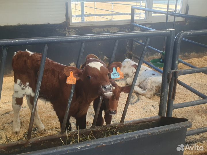 Телята бычки