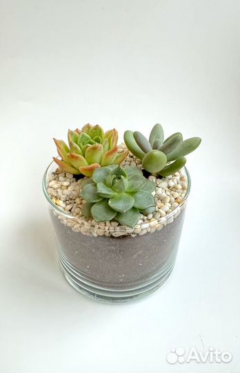 Суккуленты. Подарочная композиция