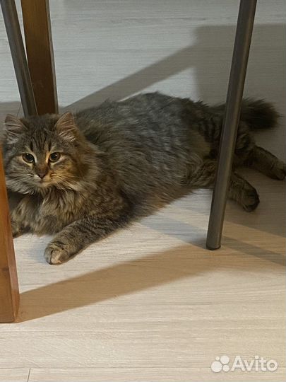 Отдам кошку
