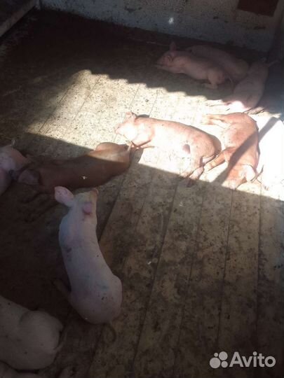 Поросята