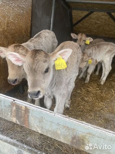 Телята породы сементал