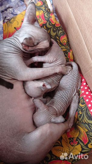 Канадский сфинкс котенок