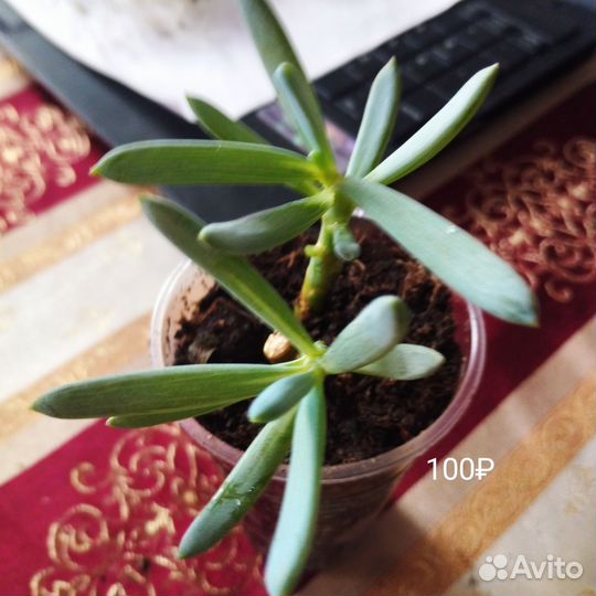 Суккуленты разные