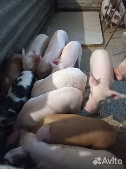 Поросенок ландрас дюрок