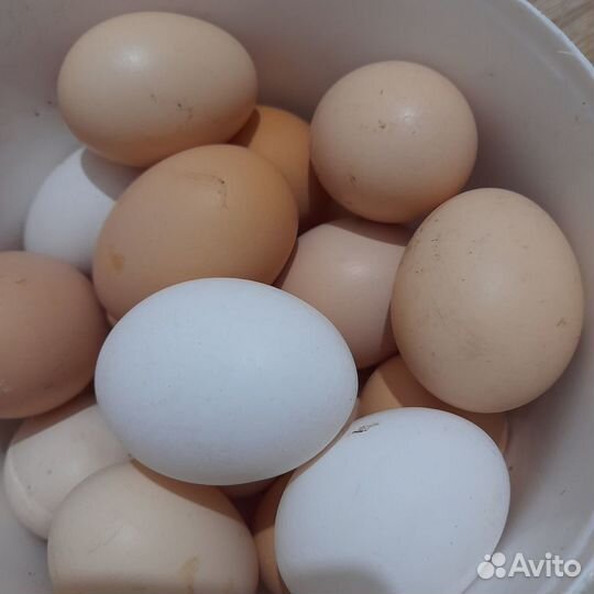 Яйца куриные домашние