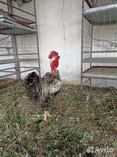 Домашняя птица