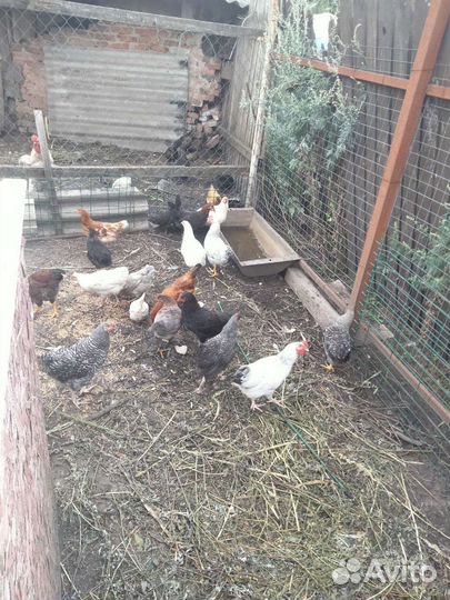 Куры молодки