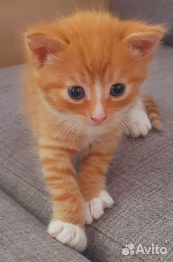 Отдам в добрые руки милых котиков