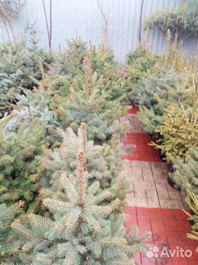 Ель голубая сорт: Эрих Фрам.Ель зелёная