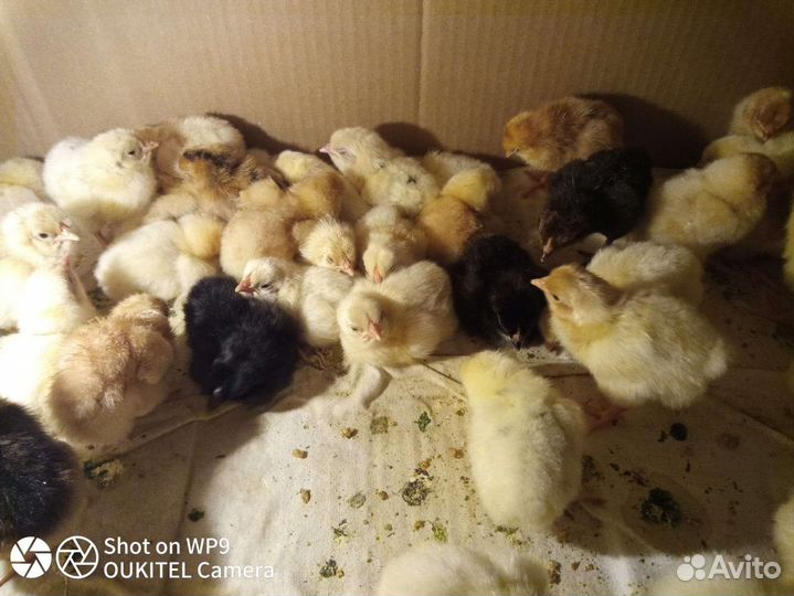 Цыплята