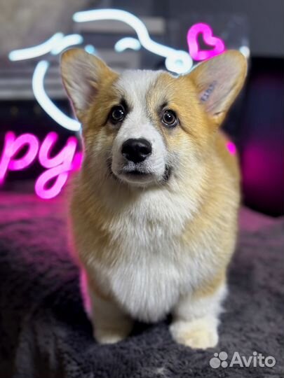 Грумминг собак и кошек