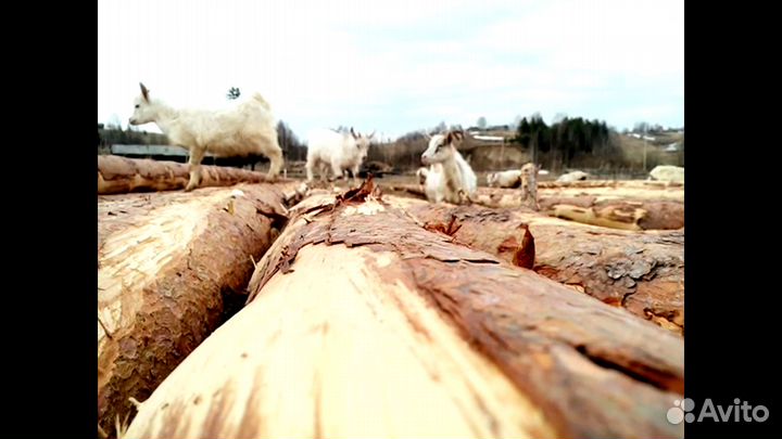 Козочки, козлики, продаются