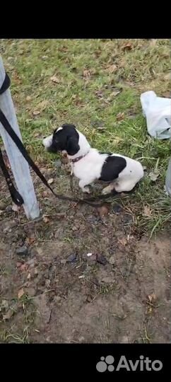 Маленькая собака ищет дом