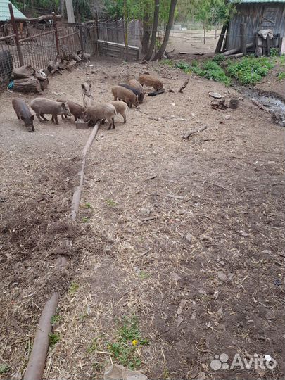 Дикий кабан