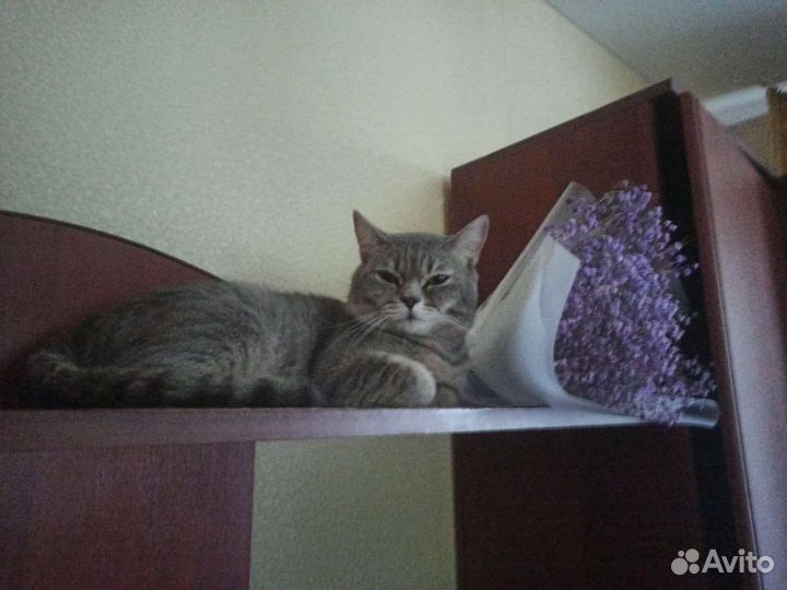 Шотландский кот вязка