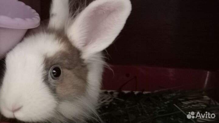 Декоративный кролики в добрые руки