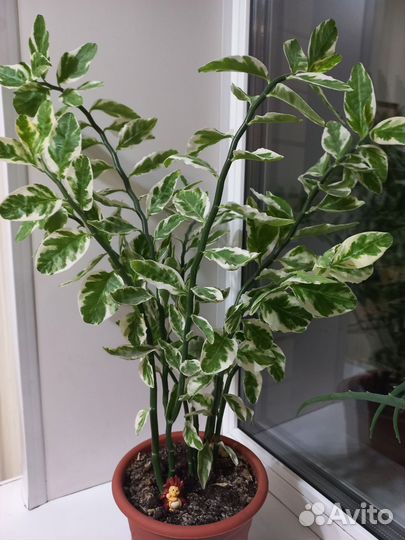 Педилантус