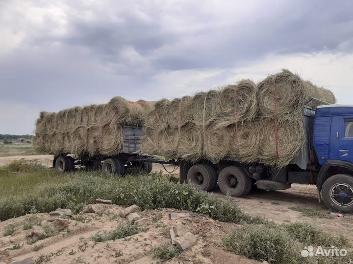 Сено луговое разнотравие
