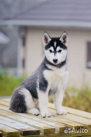 Щенок хаски девочка