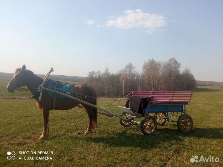 Экипаж для лошади