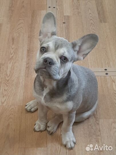 Французский бульдог