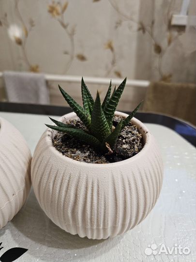 Суккуленты