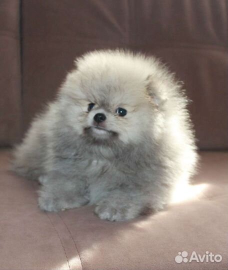 Померанский шпиц медвежьего типа