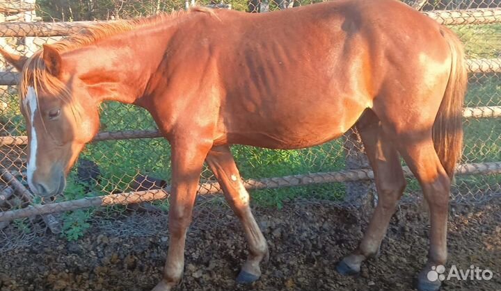 Жеребец 2 года