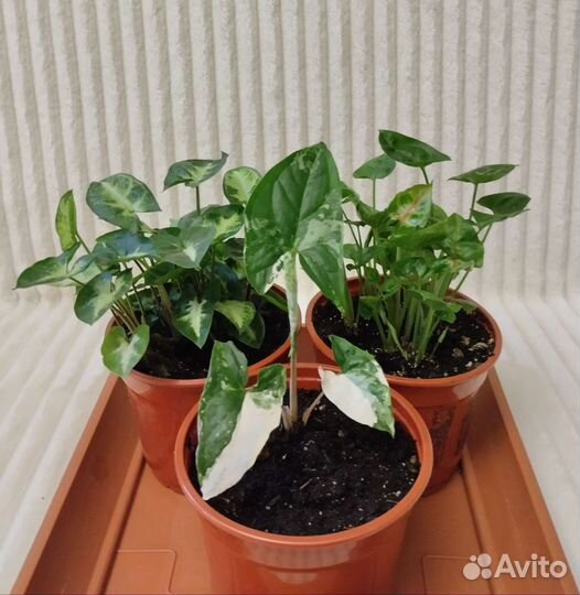 Сингониумы