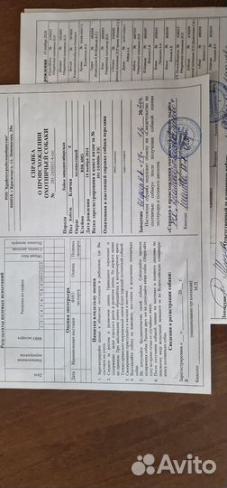 Щенки западно сибирской лайки