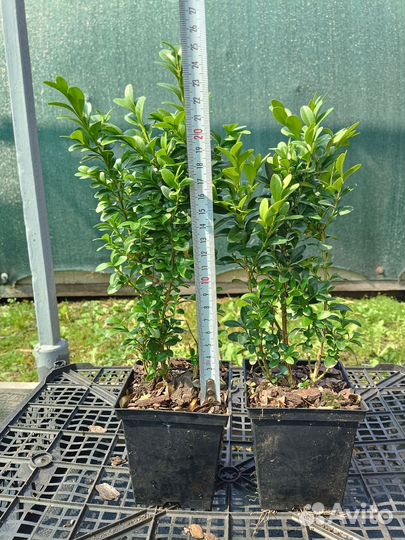 Даника, Хозери Хвойные р9