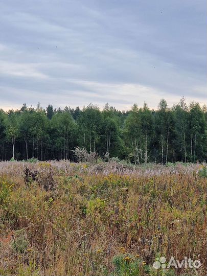 Дрова березовые